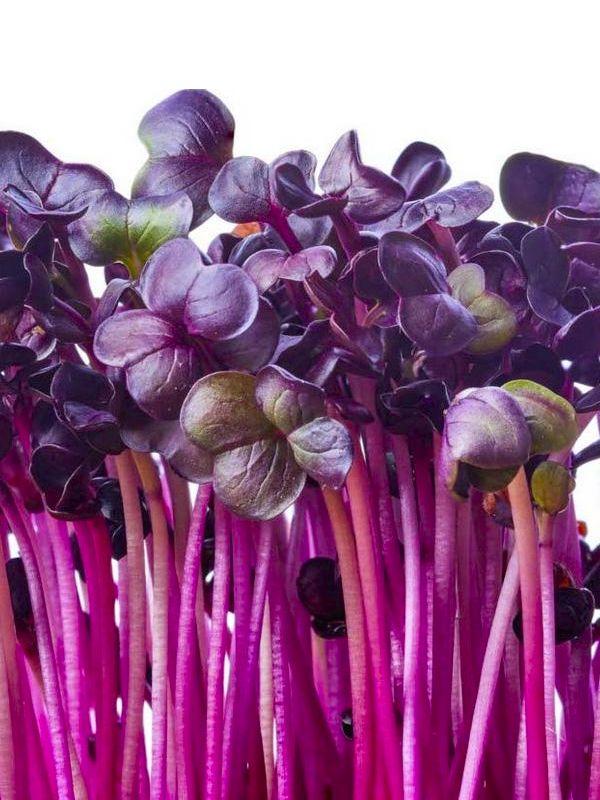 GIARDINO DEI MICRO ORTAGGI